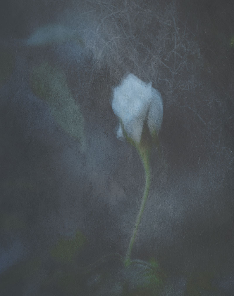 FASHION---Vanishing-Flowers1