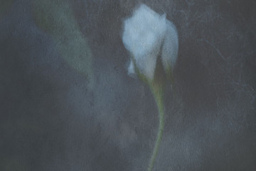 FASHION---Vanishing-Flowers1